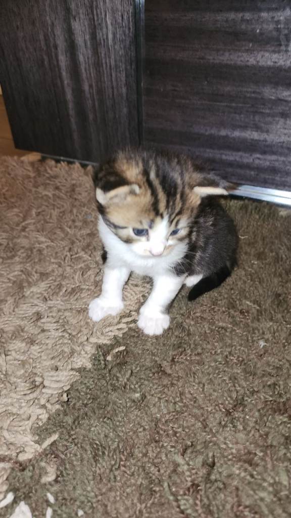 Seven kittens - British long hair 