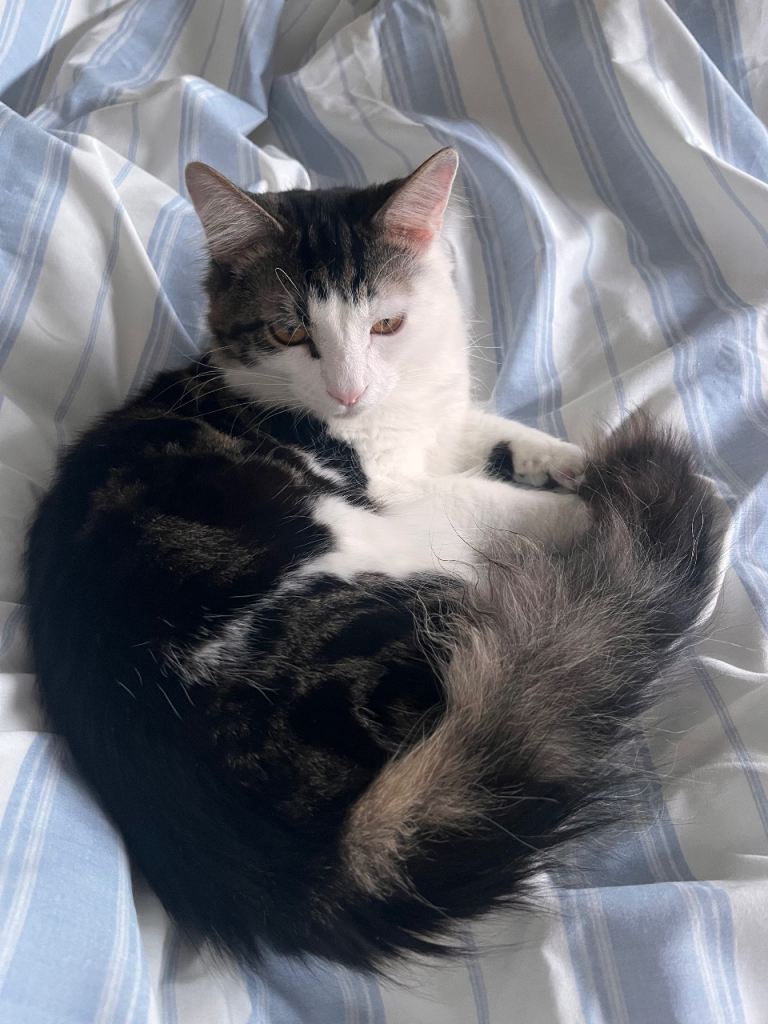 British long hair for sale 