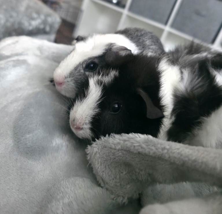 Male Guinea Pigs 