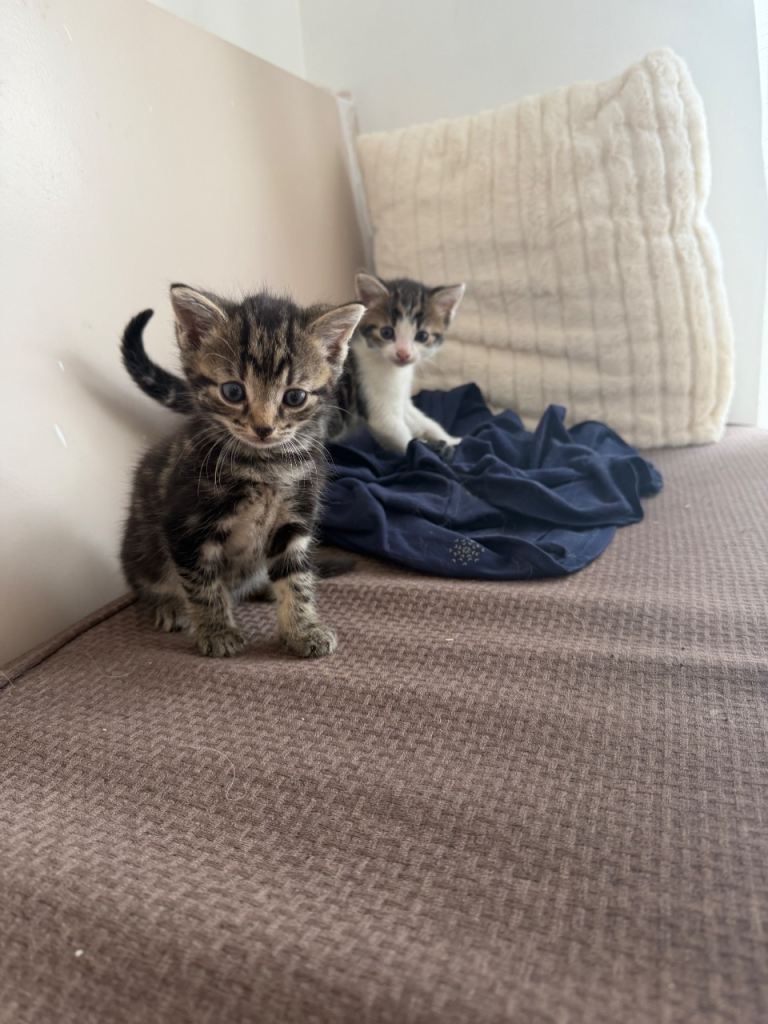 Cute kittens for sale