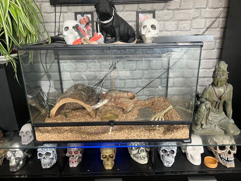 reptile tank 