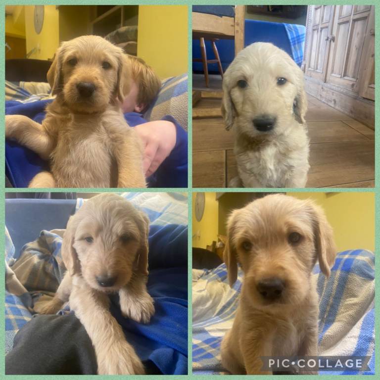 1st generation standard size labradoodle puppies