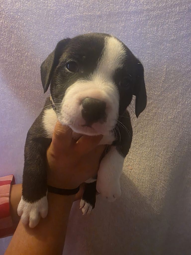 Staffordshire bull terrier 