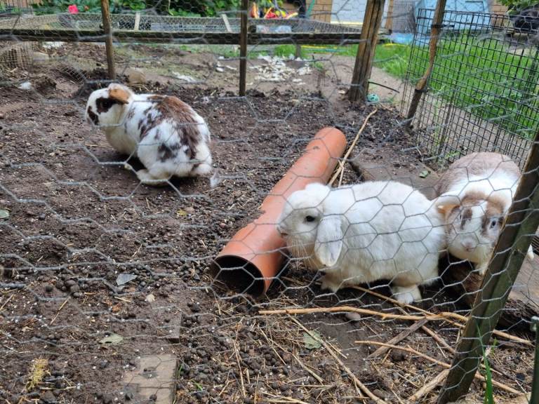 4 Rabbits of mixed breeds and sexes