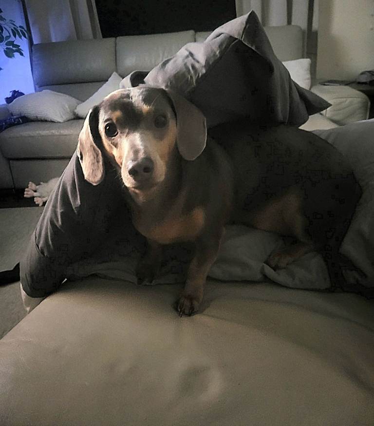 6yr old Dachshund 