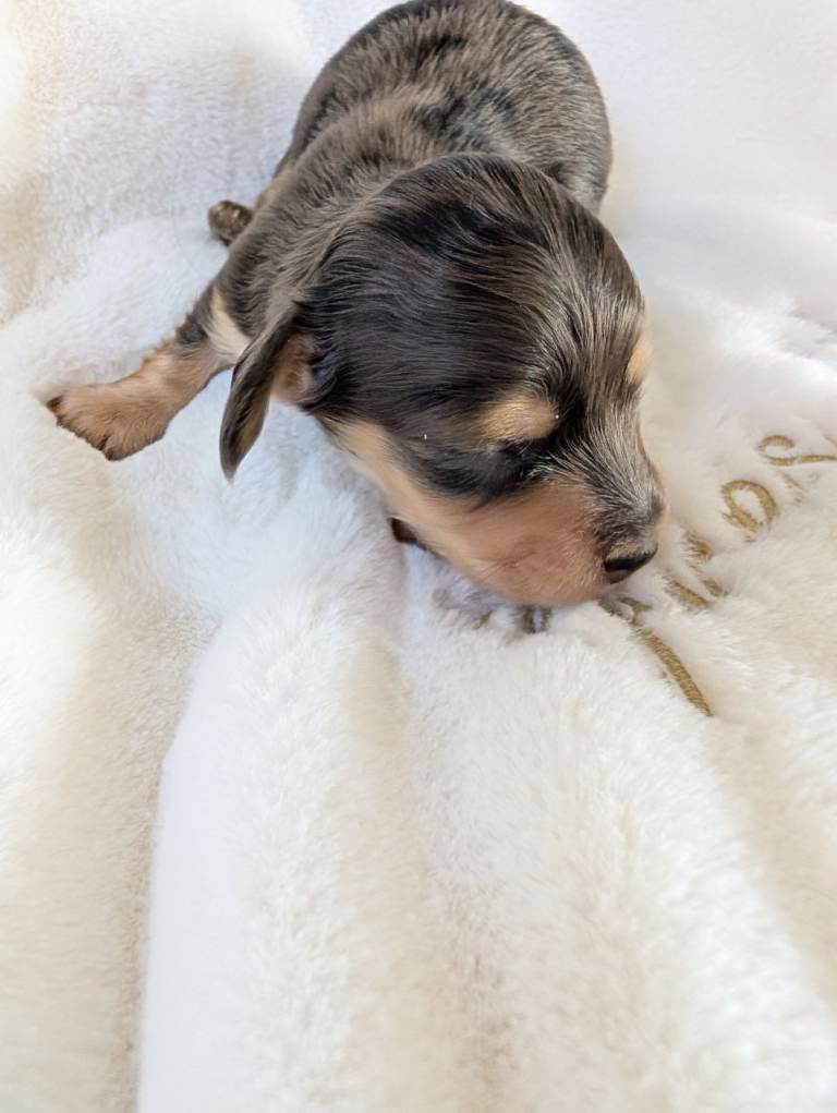 Miniature long haired Dachshund 