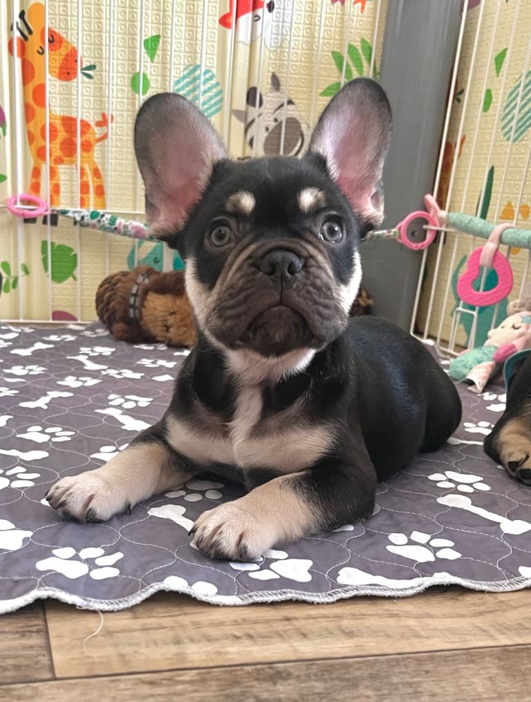 KC French Bulldog puppies
