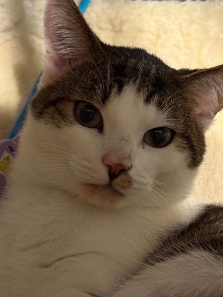 Male cat need rehoming