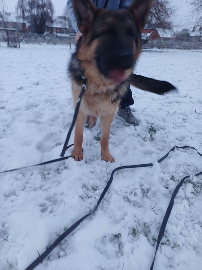 German shepard female