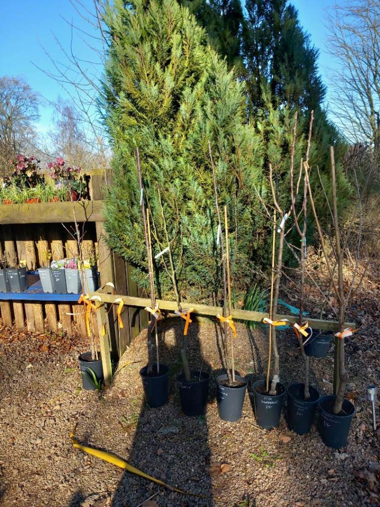 Fruit Trees Cherry Trees Apple Pear Apricot Plum Trees Garden Plants