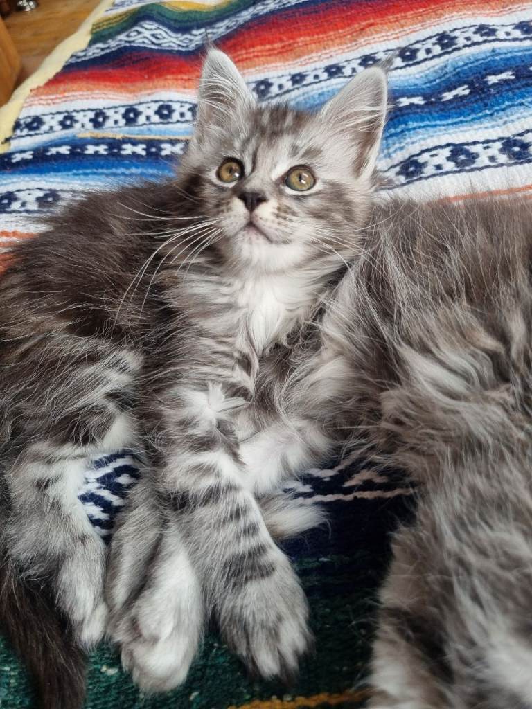 Maine Coon Kittens Classic Tabby 