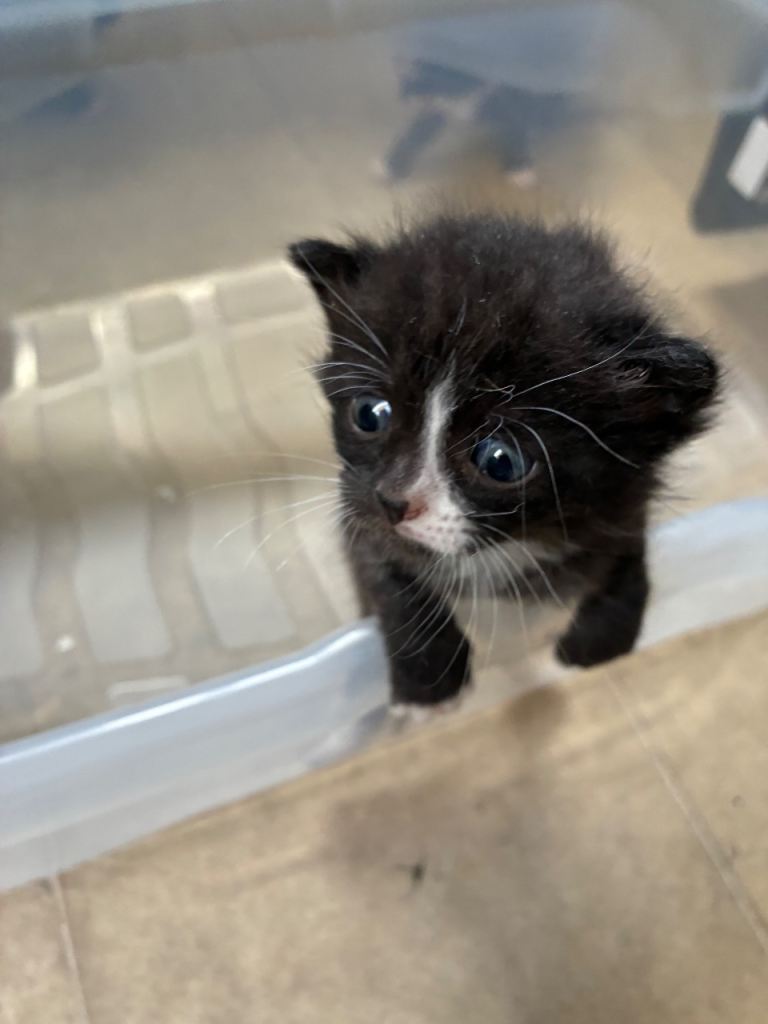 Sittingbourne ME10, adorable kittens for a loving home , can deliver 