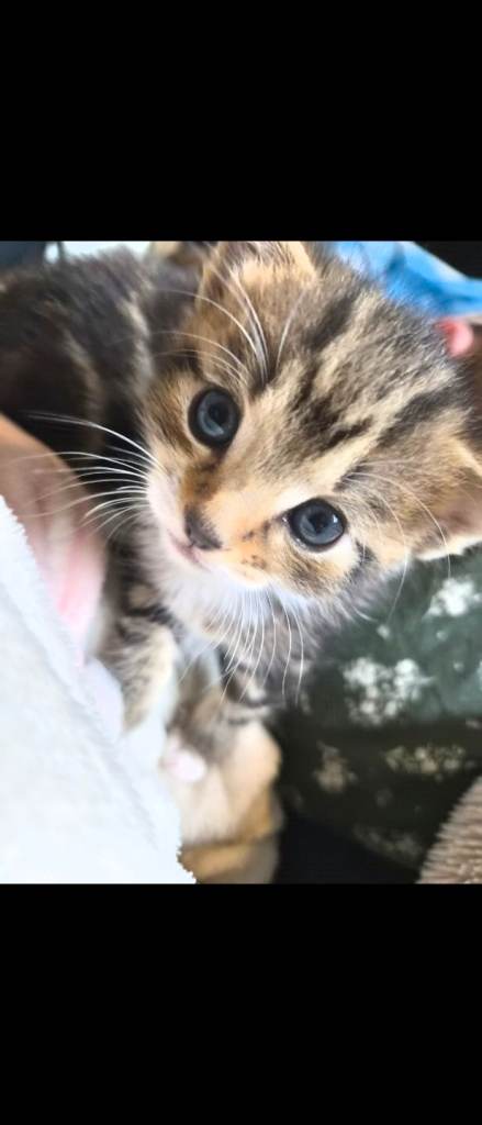 Kittens