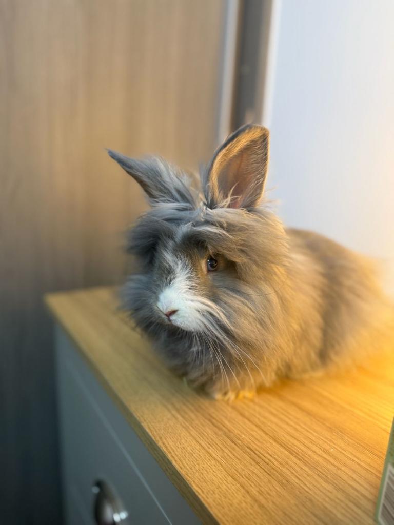 🐰 Stunning Blue & White Lionhead Buck – Friendly & Well Handled – £70 🐰