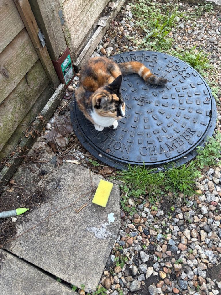 Beautiful 5-Month-Old Female Calico – £250 🐱❤️