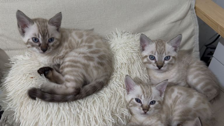 Snow Bengal kittens 
