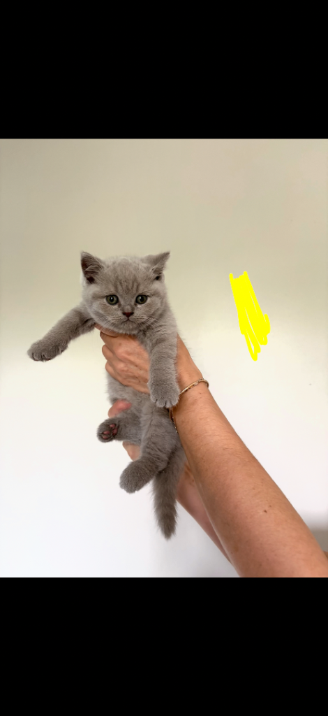 Real British Shorthair Kittens 