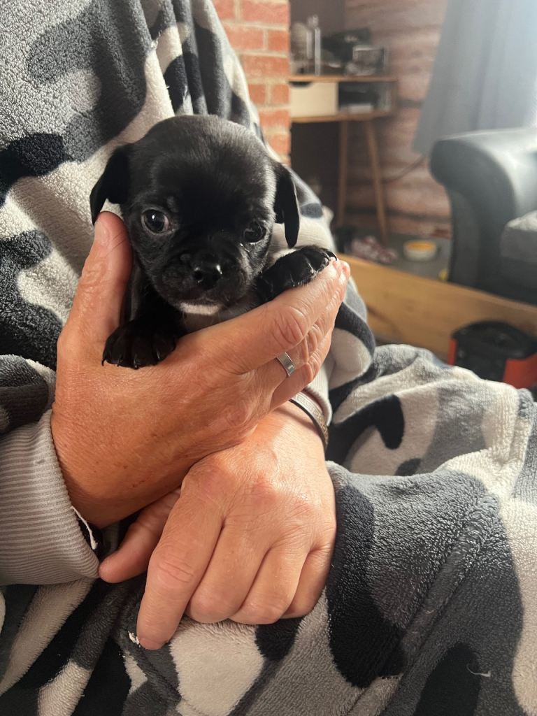 Chug puppy