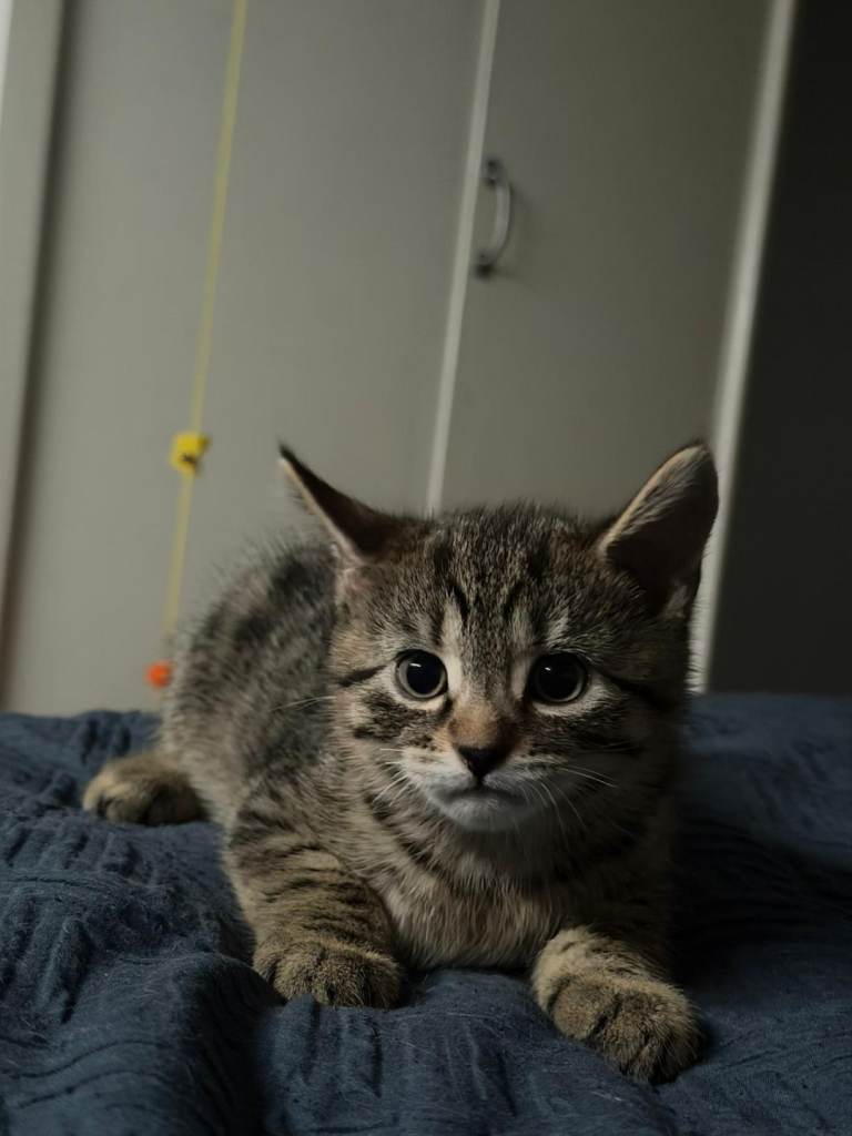 Kittens for Sale