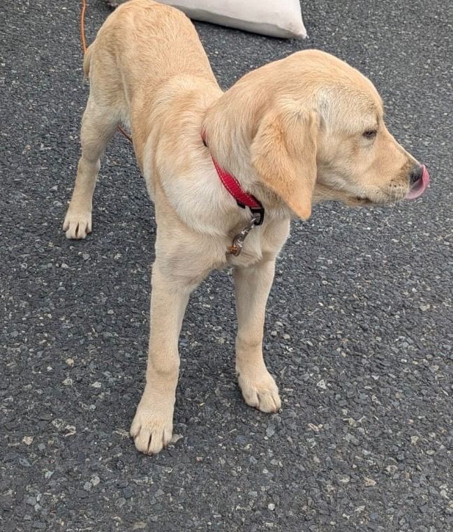 Golden Retriever / Golden Labrador Mix 