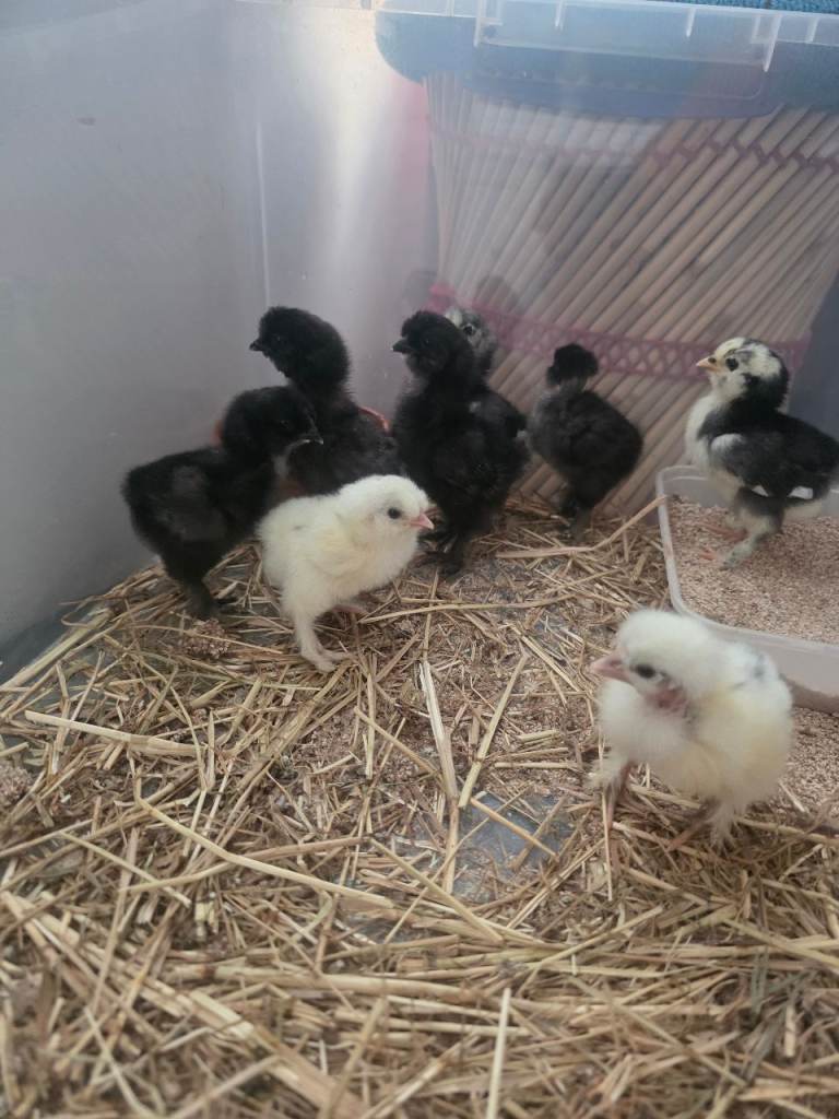 Chicks and chickens available 