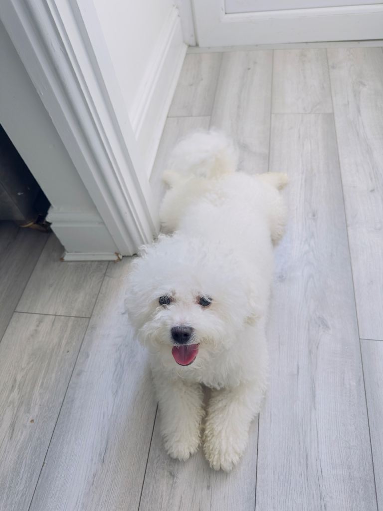 PLEASE READ DESCRIPTION BEFORE DMING..Friendly 1 Year Old Bichon Frise For Sale! 