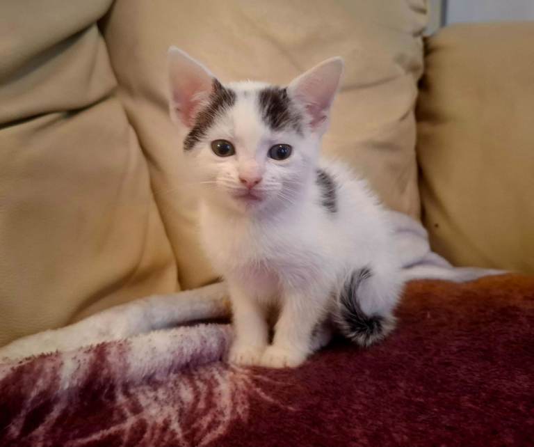 kitten last available