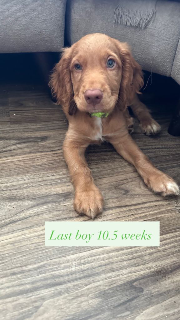 1 boy left Green collar  cocker spainels 