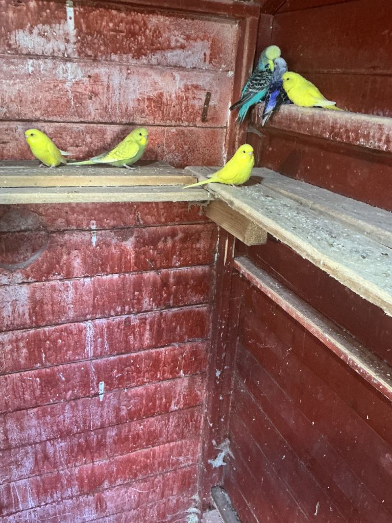 Baby budgies
