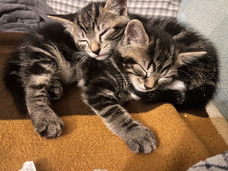 Adorable kittens
