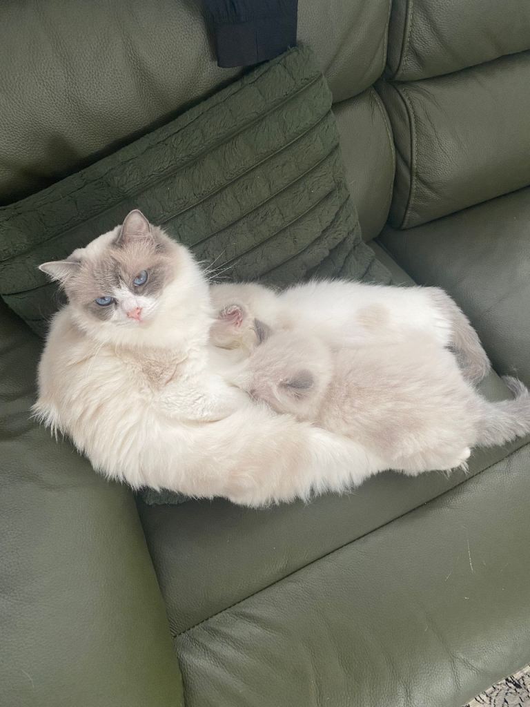 Adorable Ragdoll Kittens ready for loving homes