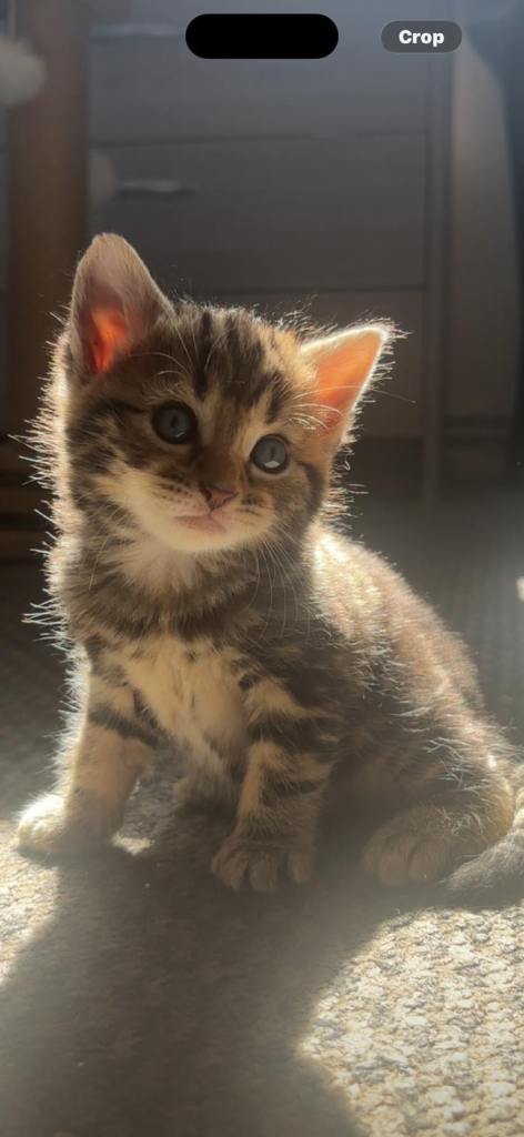 Two beautiful female kittens ready for their forever homes 
