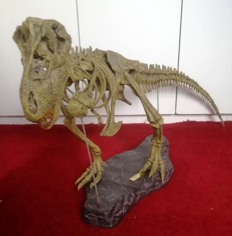 T-REX SKELETON 45"long Dinosaur Model kit 1/10 Scale Building STEM by B.C. Bones