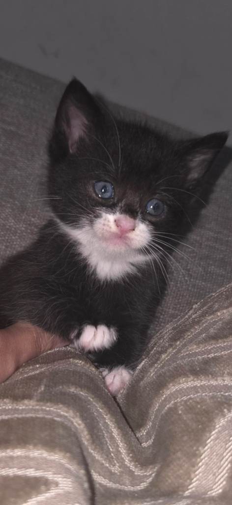 Little fluff balls