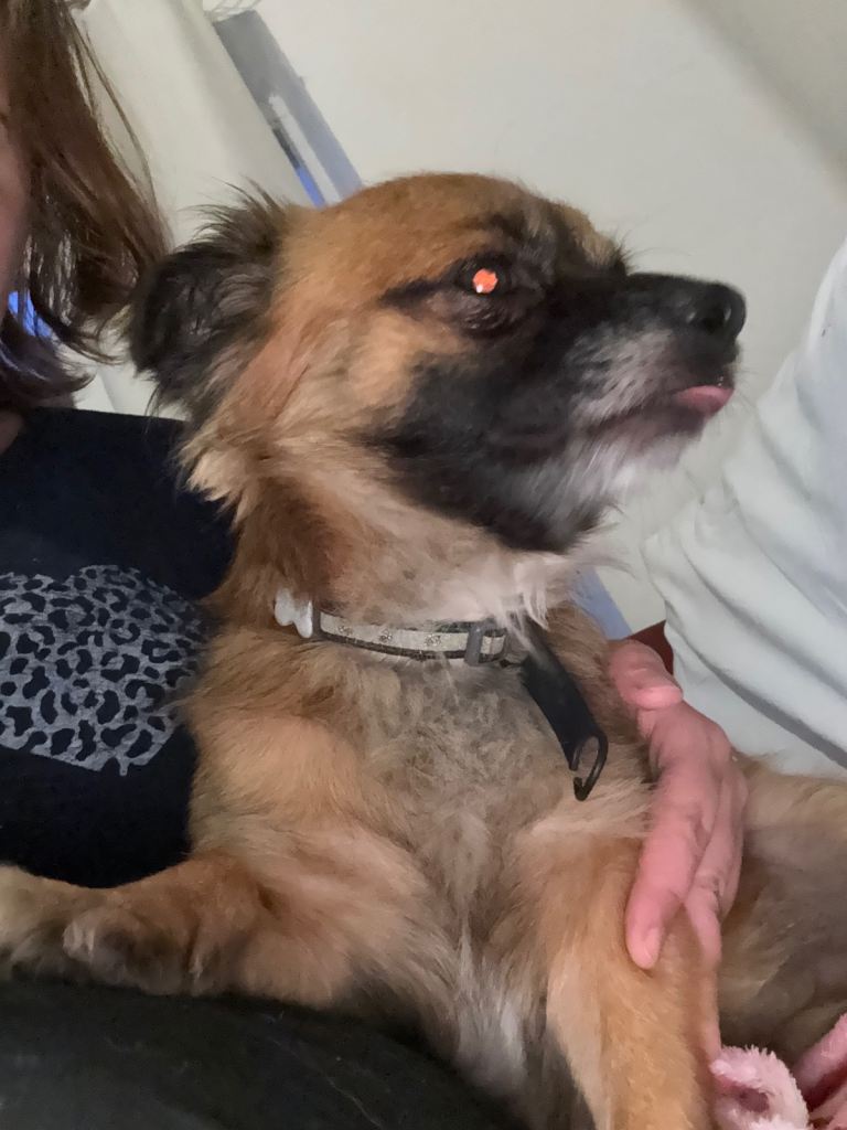 Dog Rango to new home