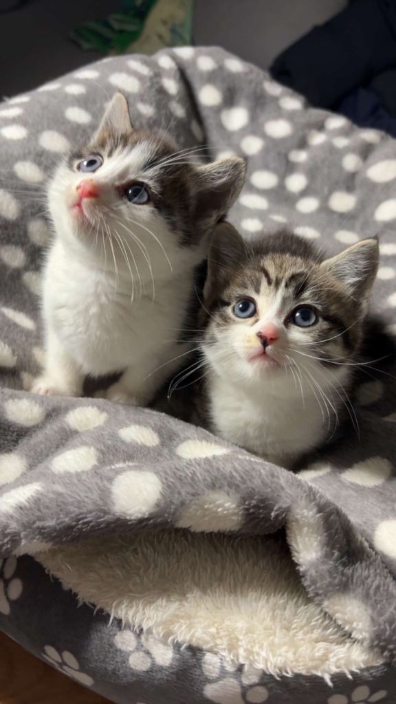 Adorable Mixed-Breed Kittens – 8 Weeks Old (1 Male, 1 Female) 🐾