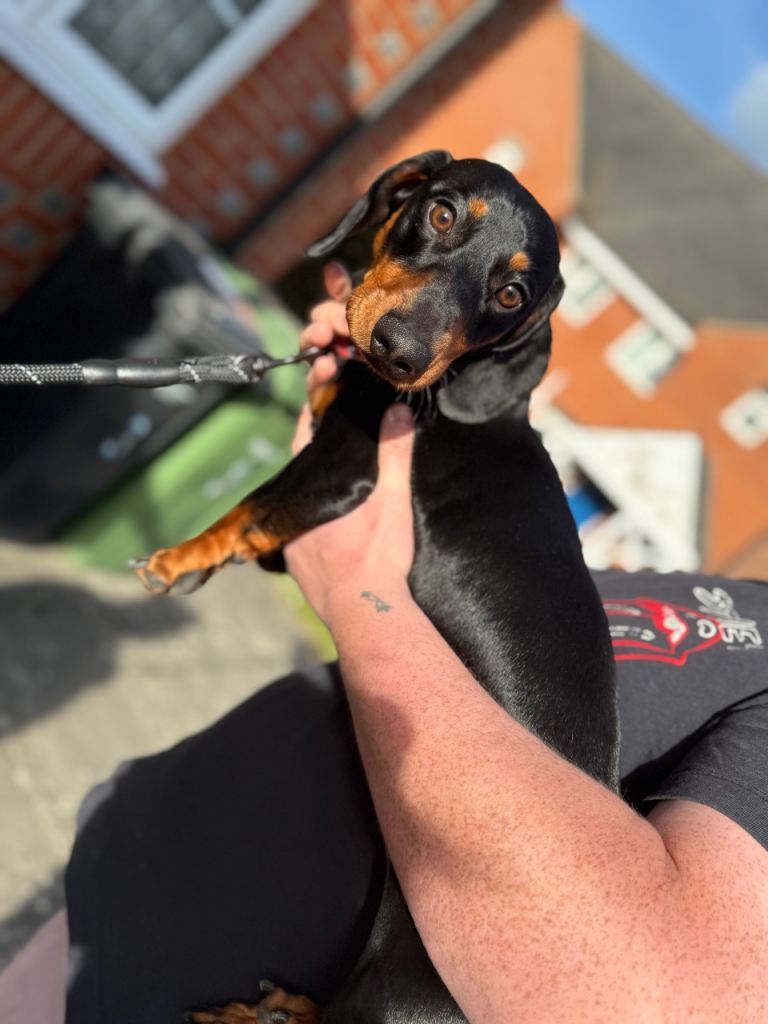  dachshund for sale 