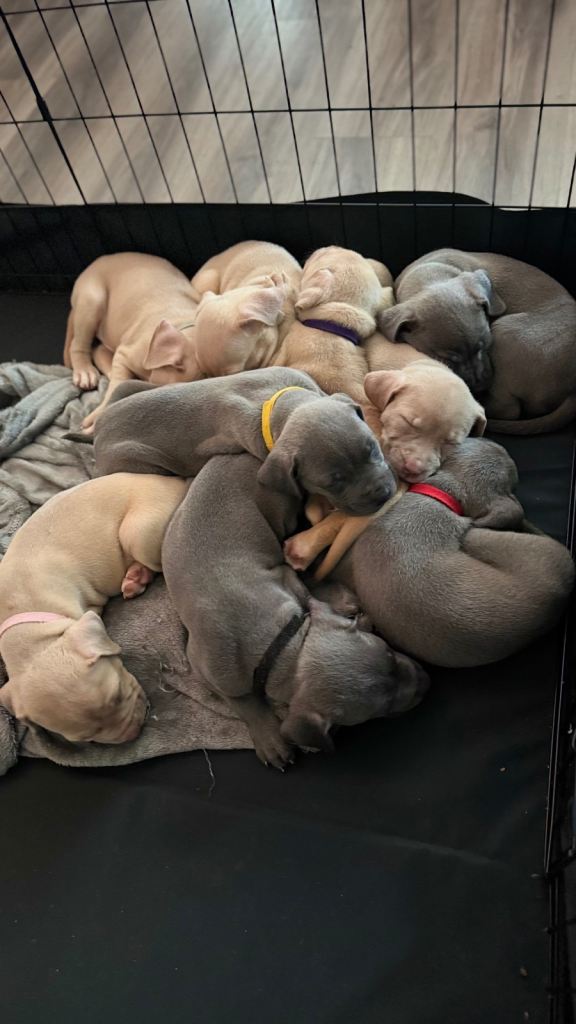 !!! PUPPIES FOR SALE !!! - 4 BEAUTIFUL PUPS LEFT - 