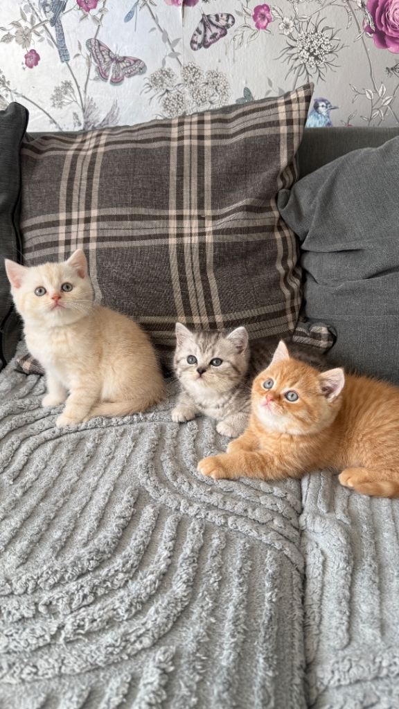 Beautiful British shorthair kittens 