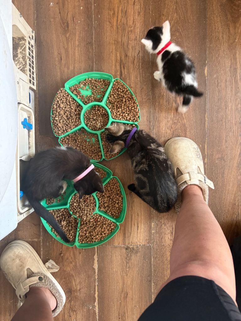 Kittens ready to go boy only left 