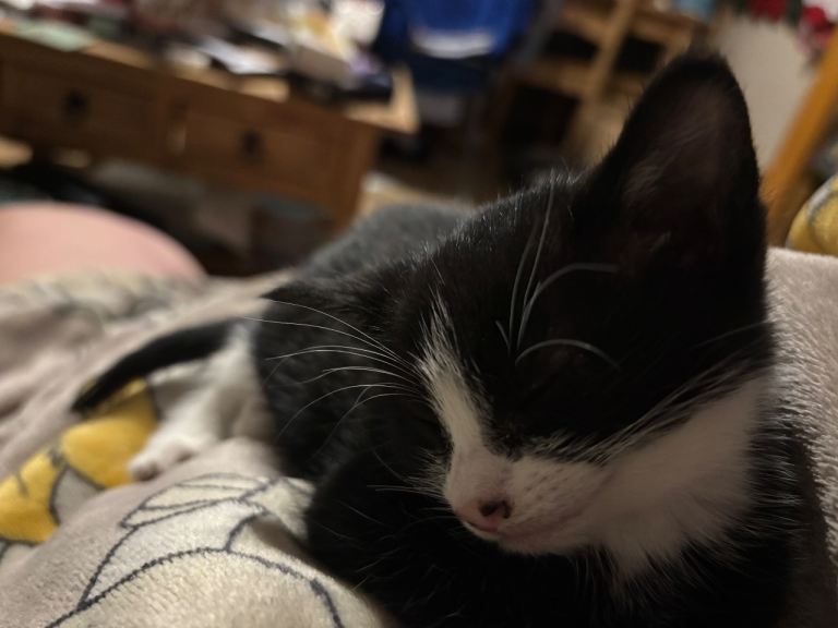 2 beautiful kittens for sale 