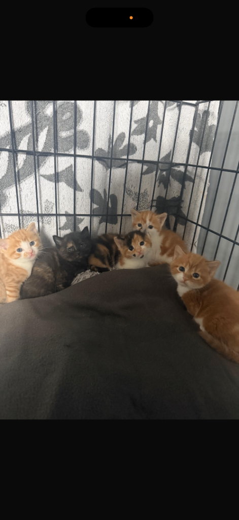 1 gorgeous kittens left!!