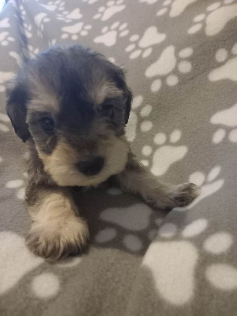 TOY SHNOODLES READY 21ST DEC