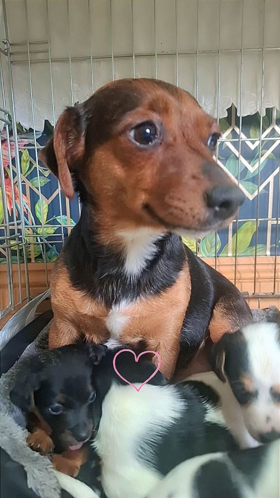 Jack russell puppies 