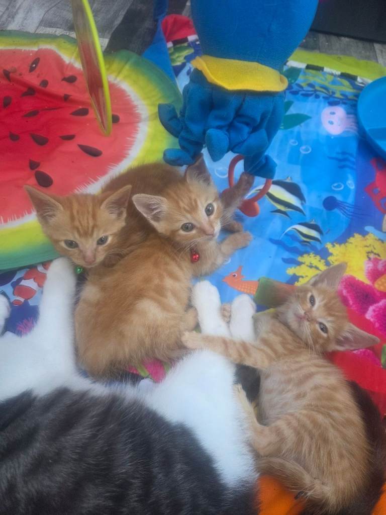 🐾 Adorable Ginger Kittens Looking for Loving Homes! 🐾 