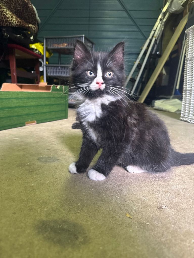 Kittens looking for a new home – 3 available
