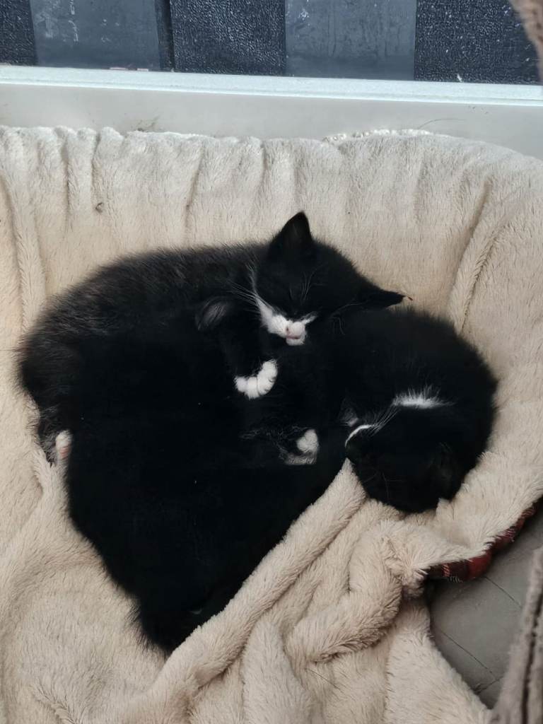 3x Cute Kittens * £50 deposit required *
