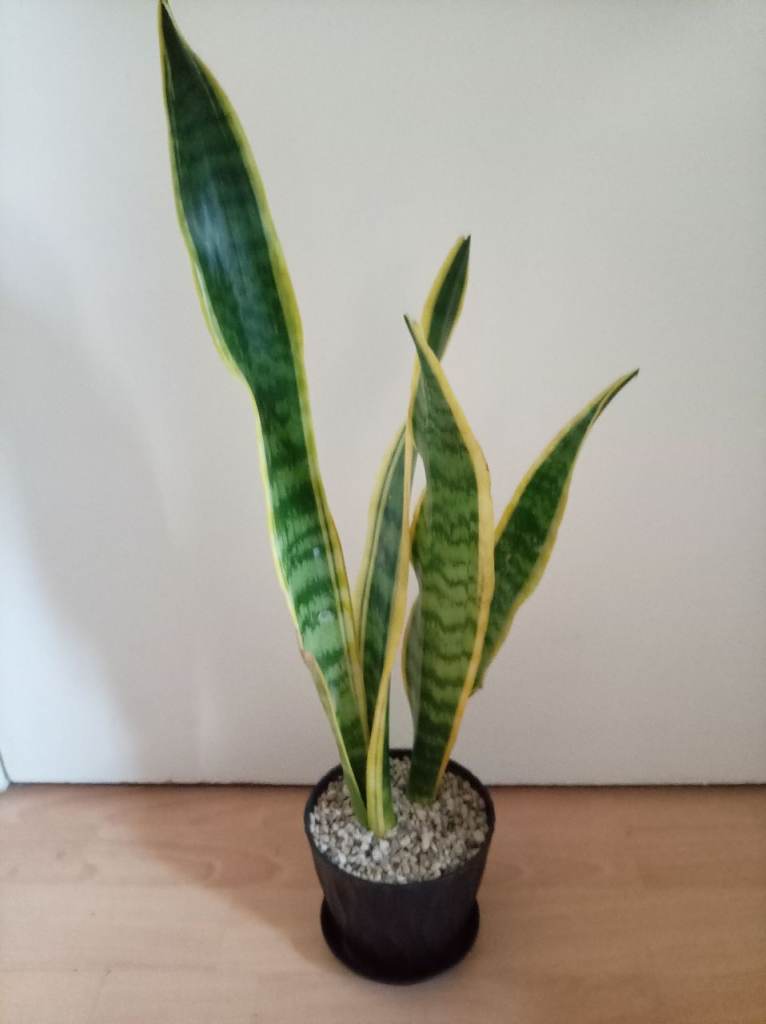 Sansevieria mother tongue plant