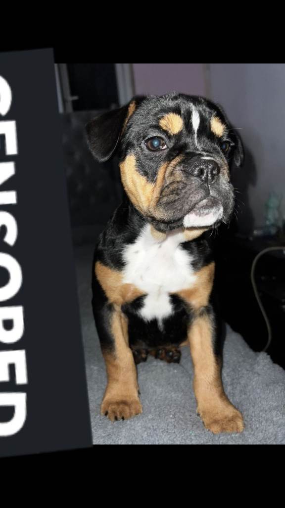 Frenchie cross old tyme english bulldog puppies