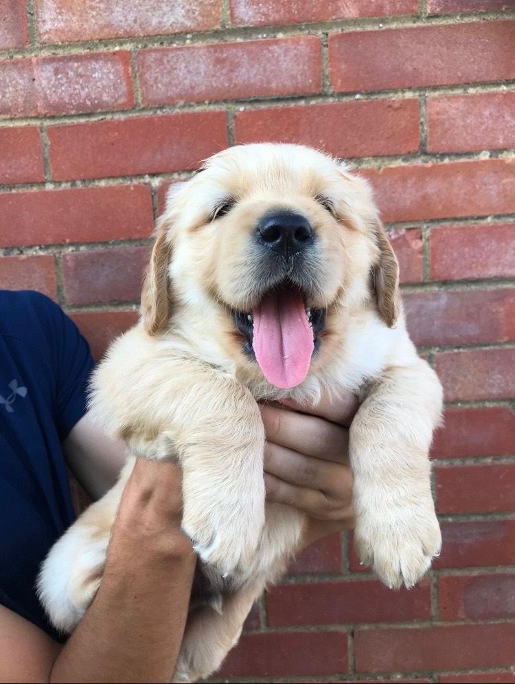 Kc registered golden retriever fur babies 